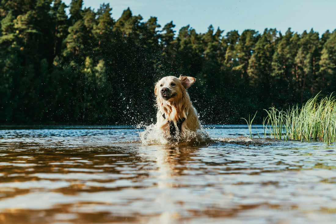Så håller du hunden ren även på språng