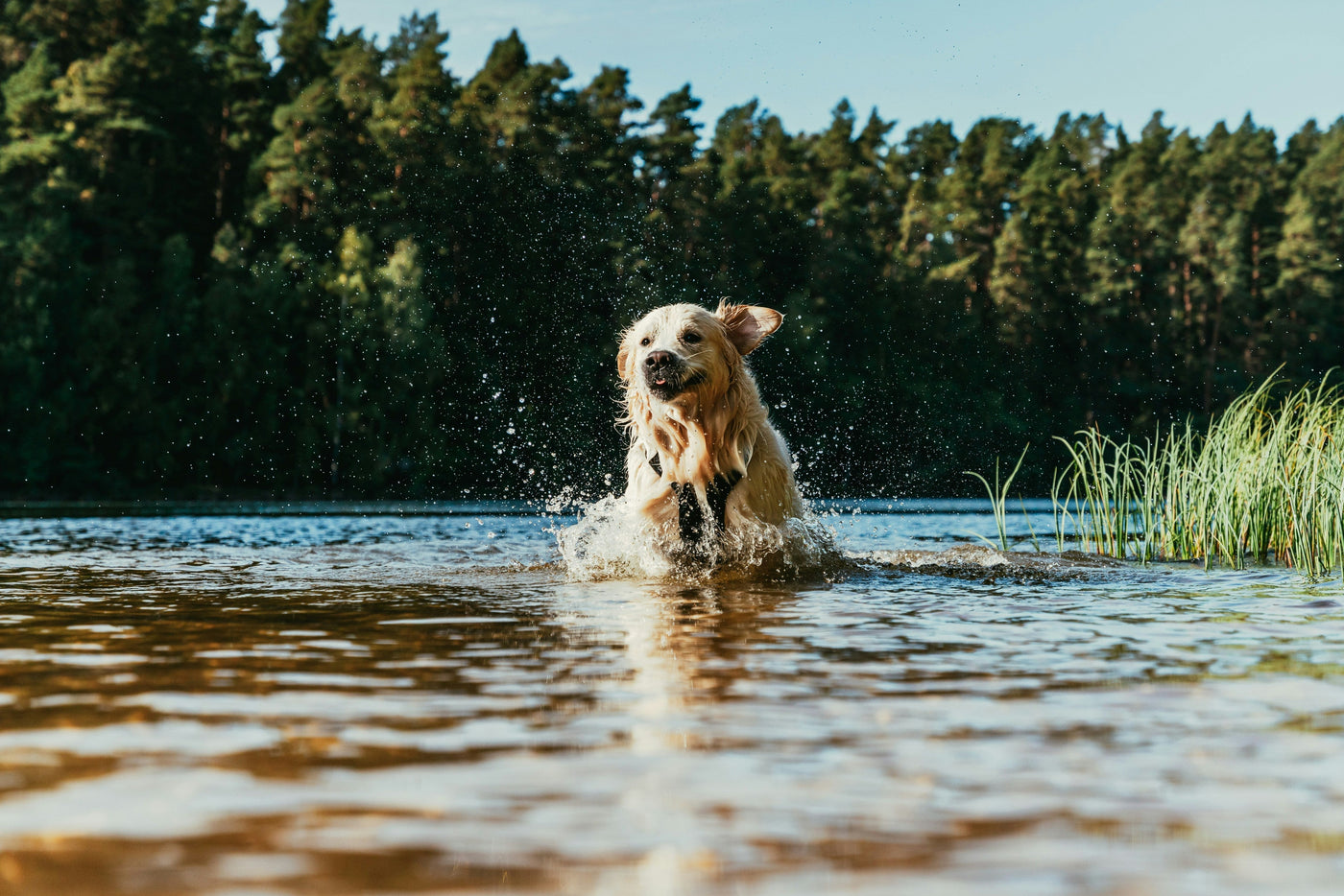 Så håller du hunden ren även på språng