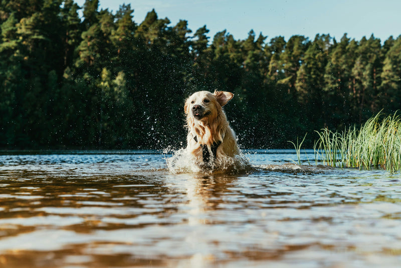 Så håller du hunden ren även på språng